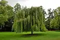 Saule pleureur.