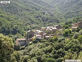 Arbori