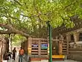L'arbre de la Bodhi sous lequel le Bouddha Siddharta Gautama aurait médité et atteint l'Éveil, temple de la Mahabodi à Bodhgaya, État du Bihar, Inde