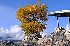 Arbre aux feuilles oranges entouré par un petit mur de pierre.
