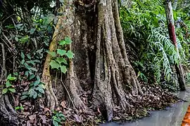 Arbre aquatique.
