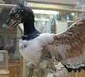 Archaeopteryx (Theropoda)