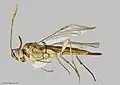 Archaeoteleia onamata.