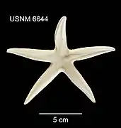 Bathybiaster vexillifer.