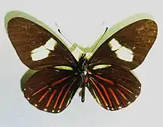 A. b. negrina