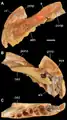PIN 1100/55, prémaxillaire gauche de l'holotype.