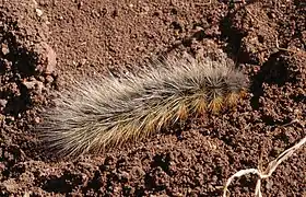 Chenille.