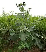 Habitus.