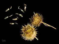 Graines et fleurs séchées d'Arctium tomentosum au Muséum de Toulouse.
