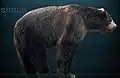 Arctodus simus