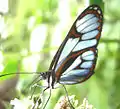 Aremfoxia ferra