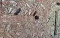 Partie la plus ancienne de l'église, vraisemblablement début XIIe siècle