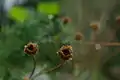 Fleur fanée.