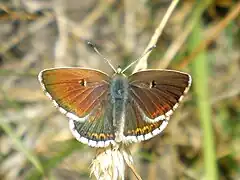 Aricia morronensis