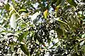 Fruits