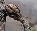 Arma custos (juvénile)