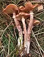 Armillaria ostoyae pied fibreux