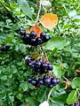 Fruits de Aronia melanocarpa.