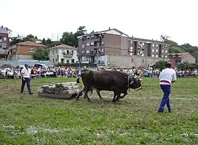 Reocín