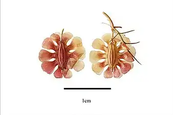 Fruits.