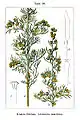 Planche botanique.