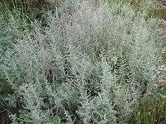 Touffe d’une plante de couleur gris vert.