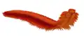 Le myriapode Arthropleura pouvait atteindre 2 m de longueur, mais rien ne prouve qu'il était rouge.