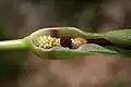Spathe ouverte montrant les poils du spadice et les fleurs mâles et femelles.