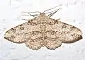 Ascotis selenaria  (Denis & Schiffermüller, 1775)