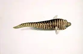 Aspasmogaster tasmaniensis.