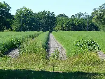 Aspergeraie biologique d'Uza, production d'asperges des Sables des Landes (IGP), domaine de Lur-Saluces