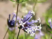 Asperula arvensis