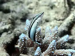 Aspidontus tractus