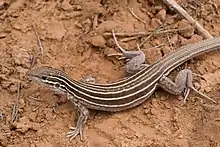 Aspidoscelis velox