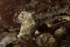 Asterina phylactica