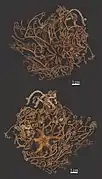 Astrocyclus somaliensis