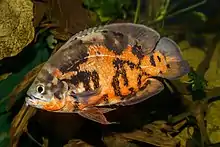 Un poisson d'ocre et de brun, dont les nageoires s'encastrent ensemble.