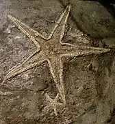 Astropecten lorioli (Astropectinidae, Tithonien).