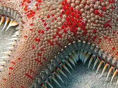 Détail des ossicules (Astropecten aranciacus)