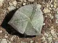 Astrophytum myriostigma v. tricostatum