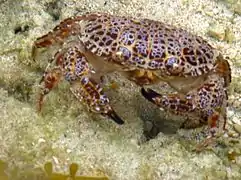 Zosimus aeneus