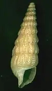 Ataxocerithium serotinum