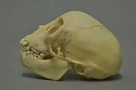 Crâne.