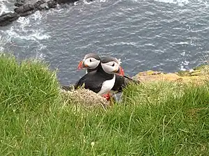 Macareux moines à Látrabjarg.