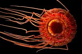 Atolla wyvillei (méduse Coronatae)