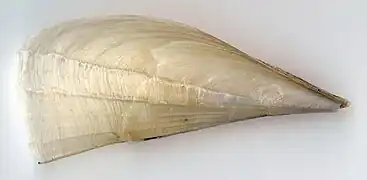 Atrina-fragilis
