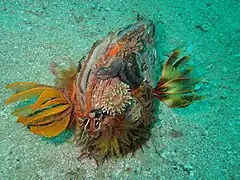 Atrina squamifera