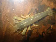 Atya gabonensis