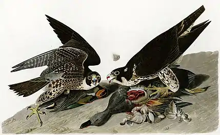 Faucons pèlerinsFalco peregrinus.