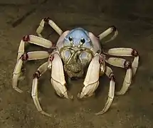Mictyris longicarpus (Mictyridae)